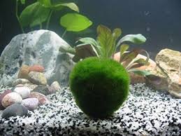Aquarium Moss Balls, Water Grass Balls Natural Green Moss Decorative Ball  Aquarium Live Plants for Fish Tank Decorations,2Pcs