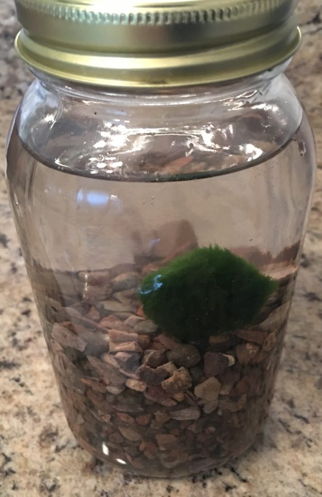 Marimo Starter Kit (16 Ounce Mason Jar) (1″ Moss Ball) (US Only
